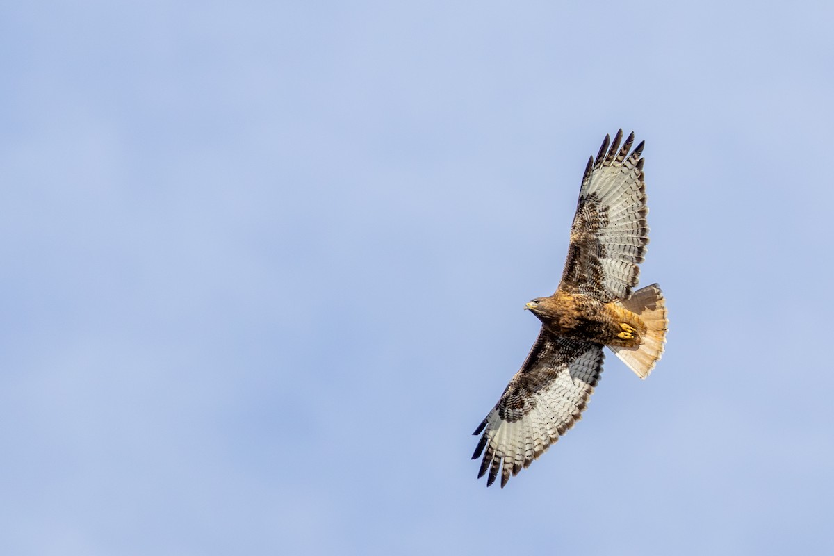 Red-tailed Hawk - ML615570118