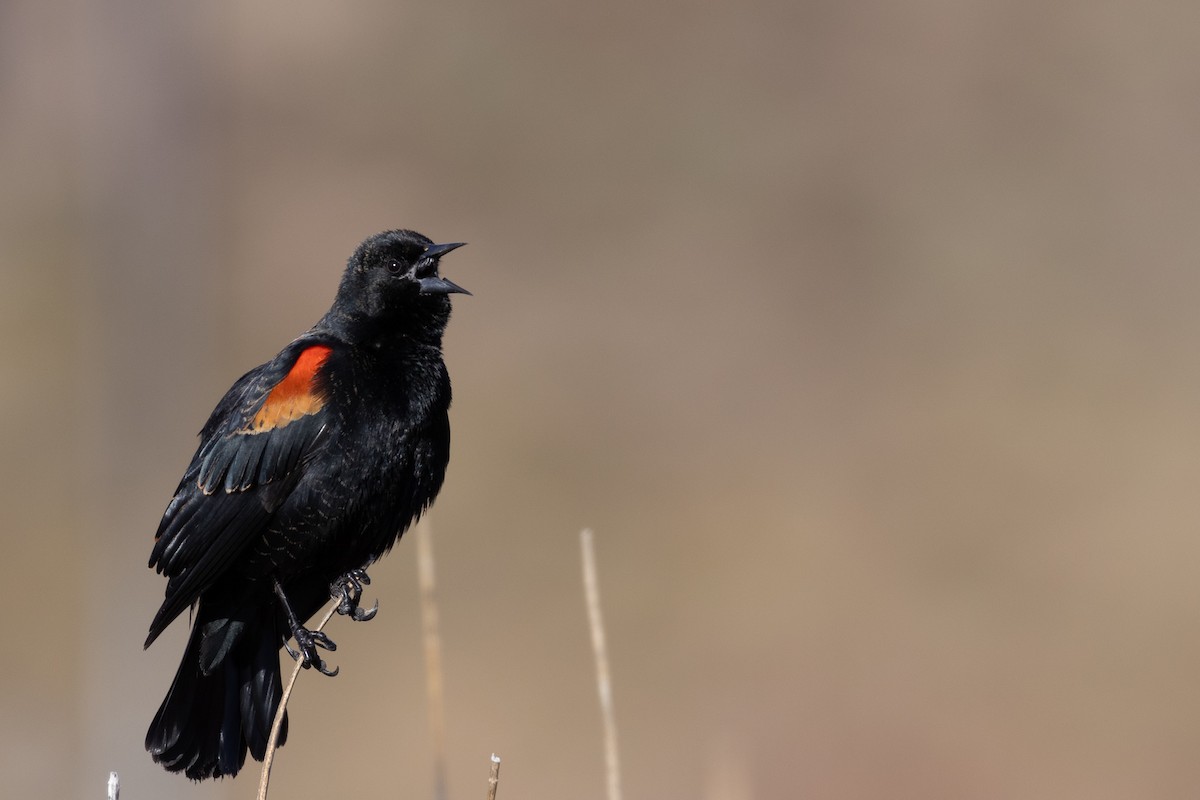 Red-winged Blackbird - Roger Kohn