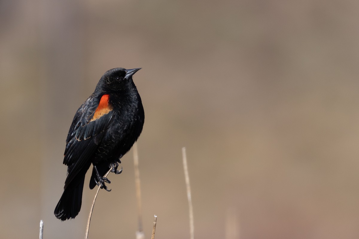 Red-winged Blackbird - ML615570130