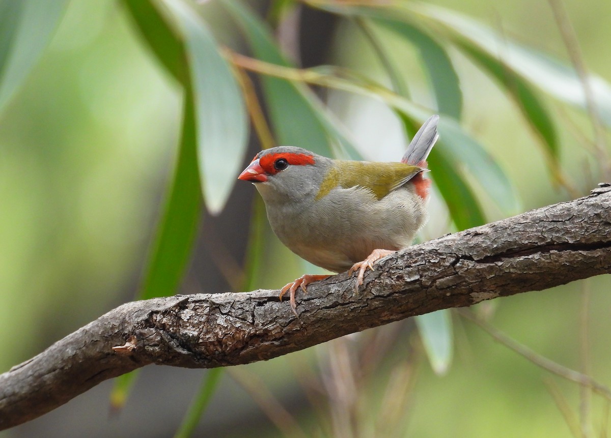 Red-browed Firetail - ML615570183
