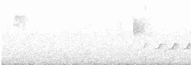 hvitstrupebarkkryper (leucophaea gr.) - ML615570297