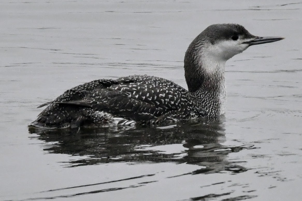 Red-throated Loon - ML615570373