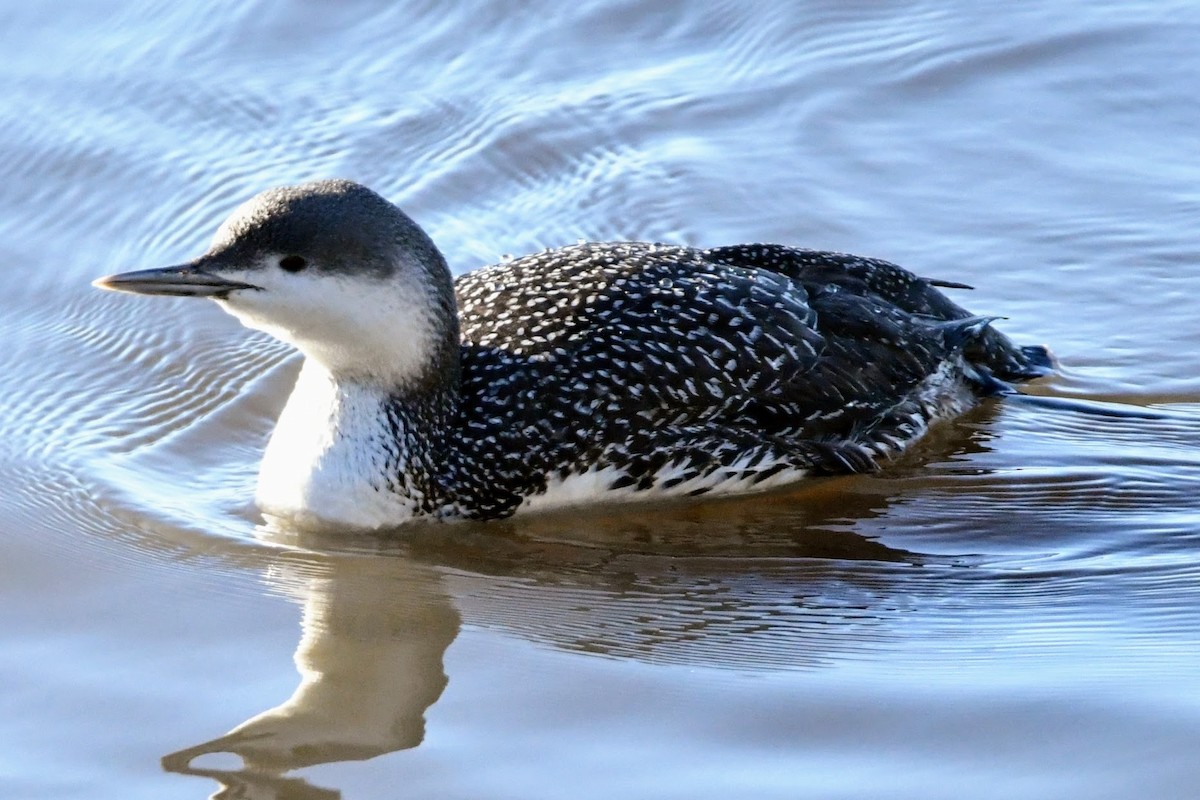 Red-throated Loon - ML615570378