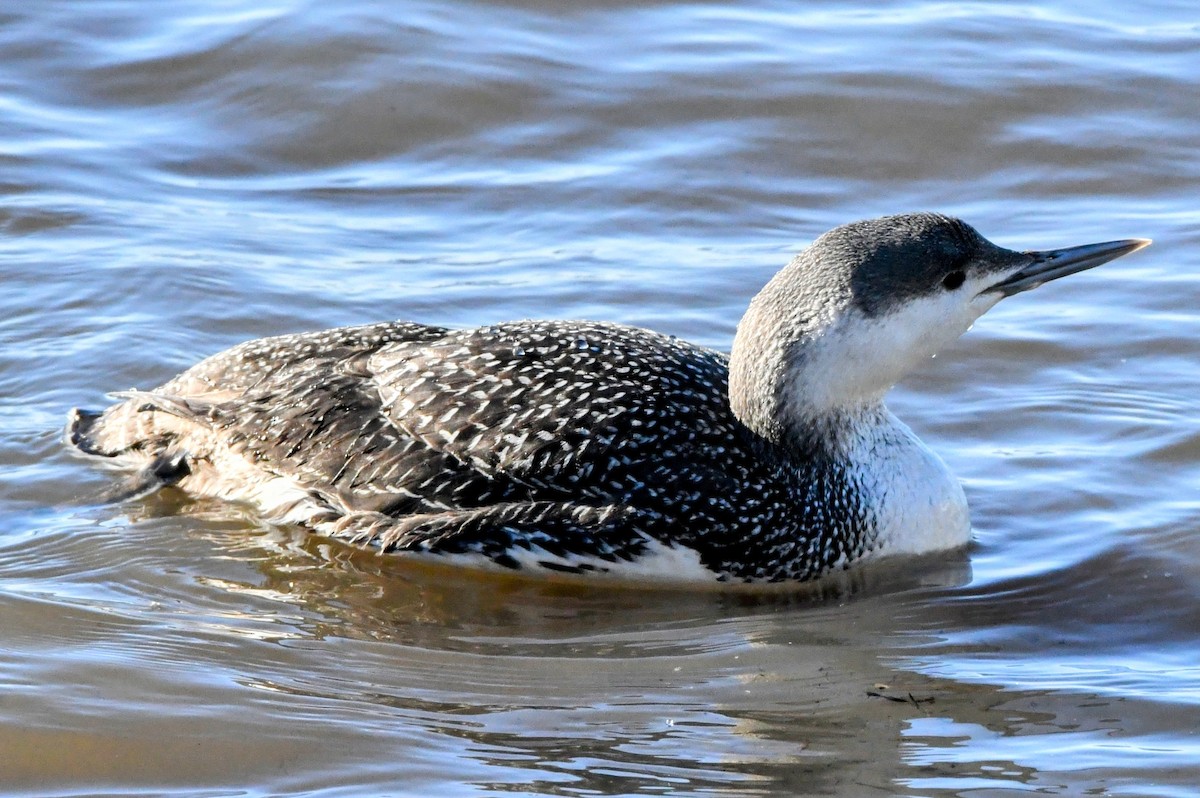 Red-throated Loon - ML615570379