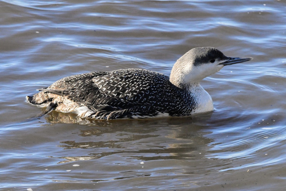 Red-throated Loon - ML615570380