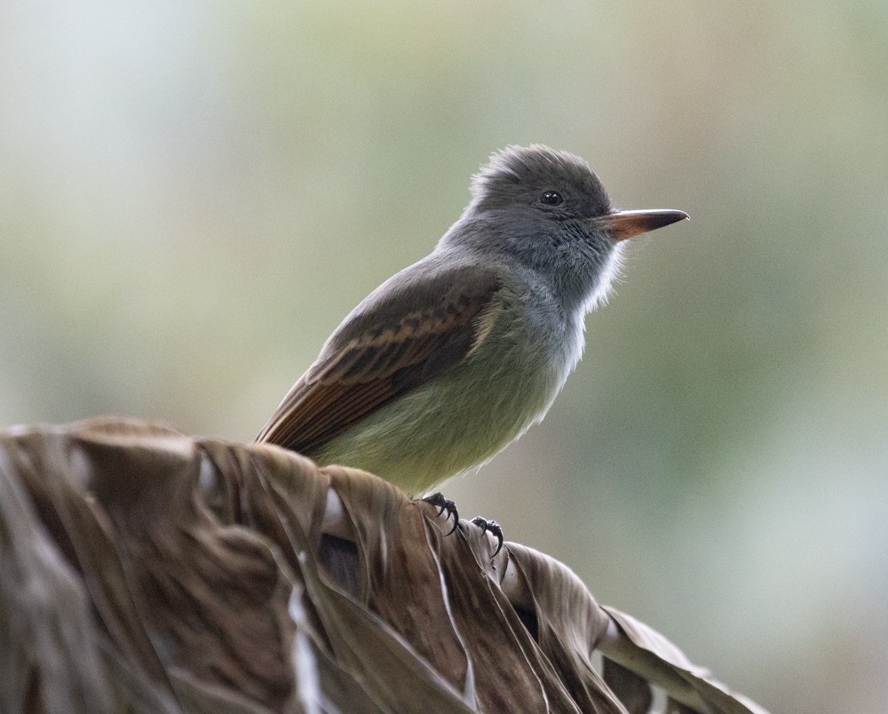 Rufous-tailed Flycatcher - ML615570494