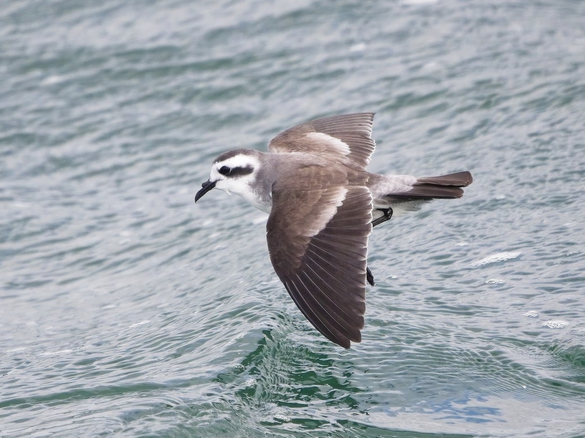 White-faced Storm-Petrel - ML615570496