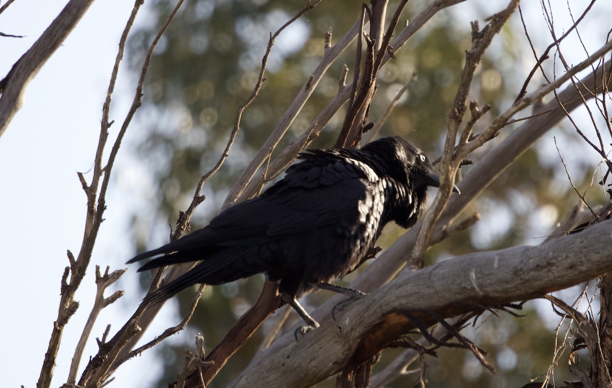 Australian Raven - ML615570719