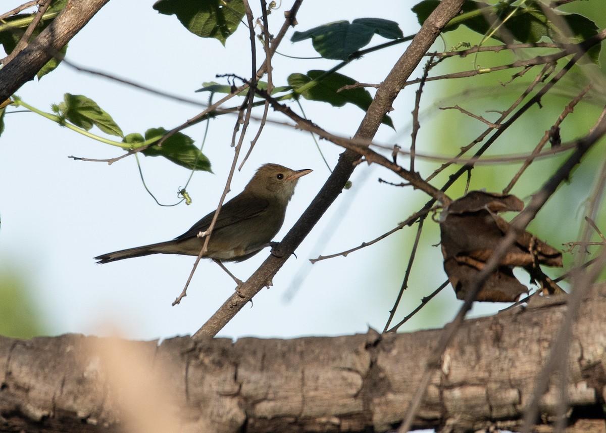 Thick-billed Warbler - Garima Bhatia