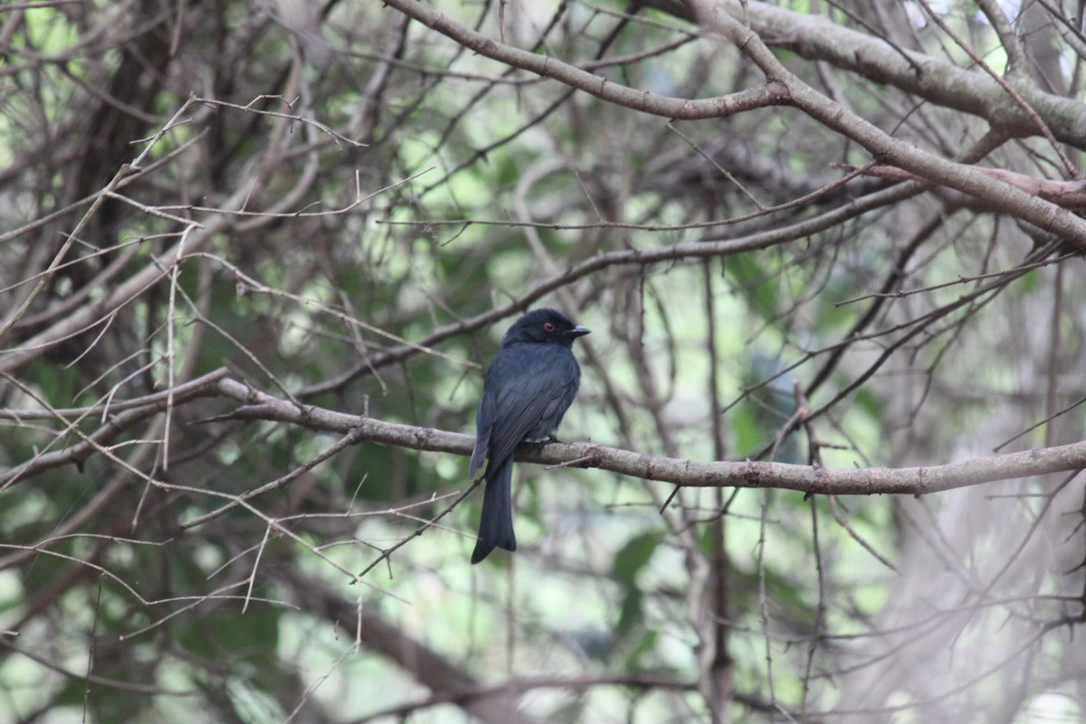 Square-tailed Drongo - ML615570844