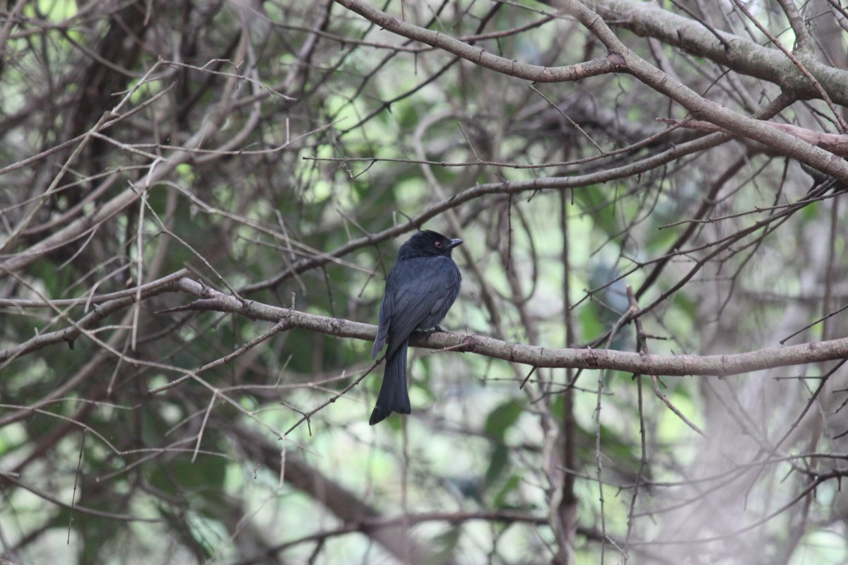 Square-tailed Drongo - ML615570846