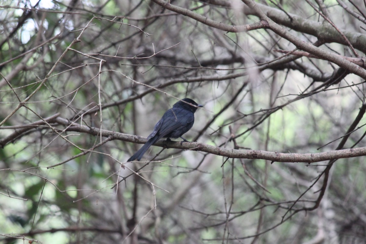 Square-tailed Drongo - ML615570848