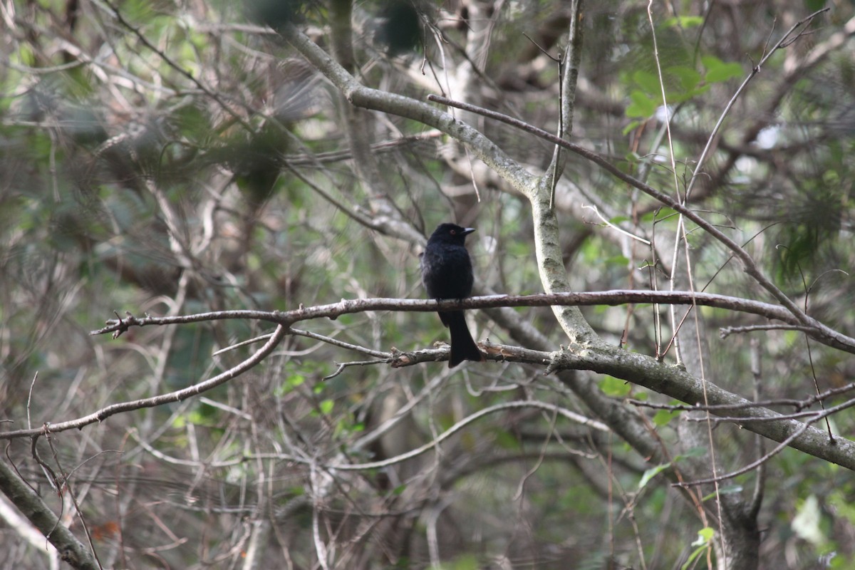 Square-tailed Drongo - ML615570850