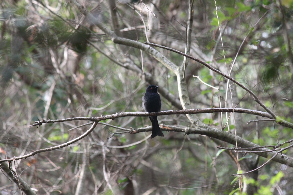 Square-tailed Drongo - ML615570852