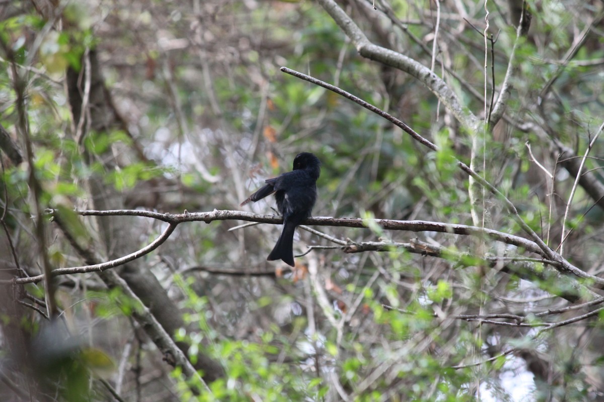 Square-tailed Drongo - ML615570858