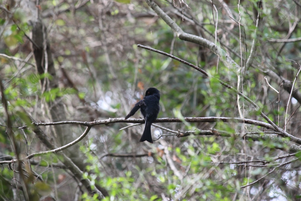Square-tailed Drongo - ML615570859