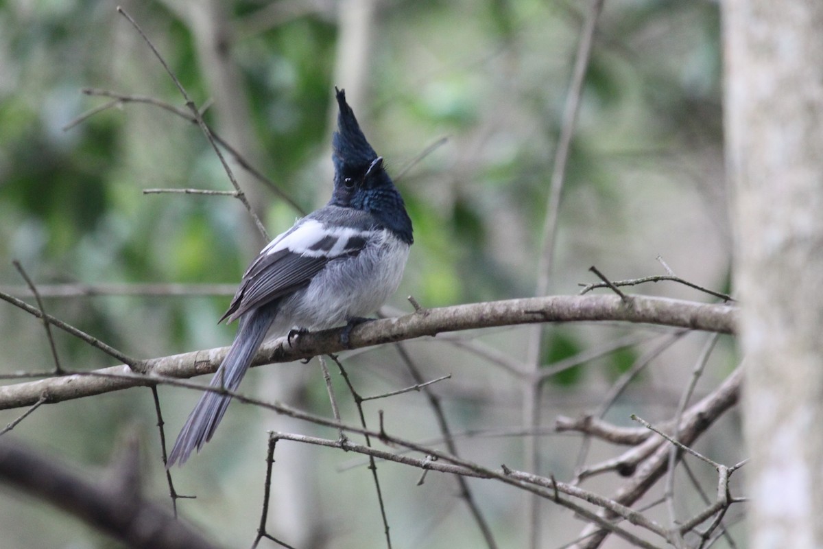 African Crested Flycatcher - ML615570964