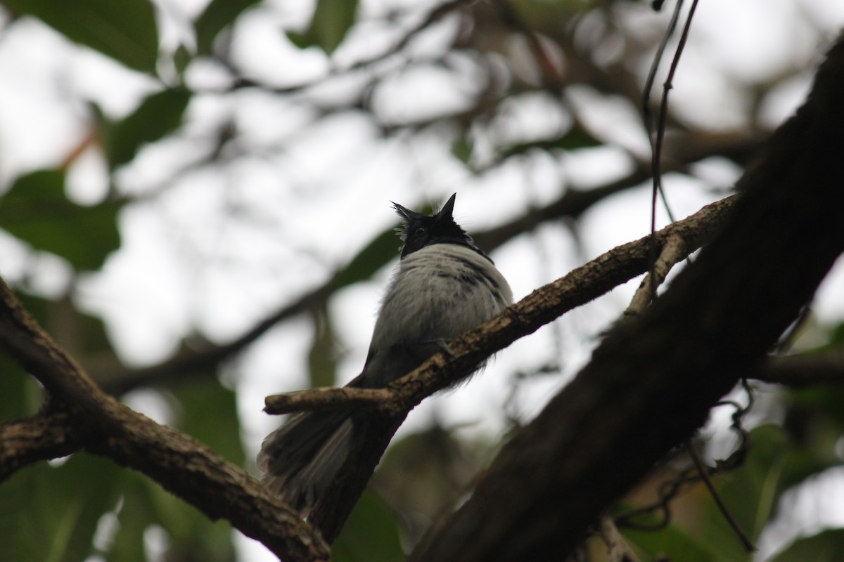 African Crested Flycatcher - ML615570965