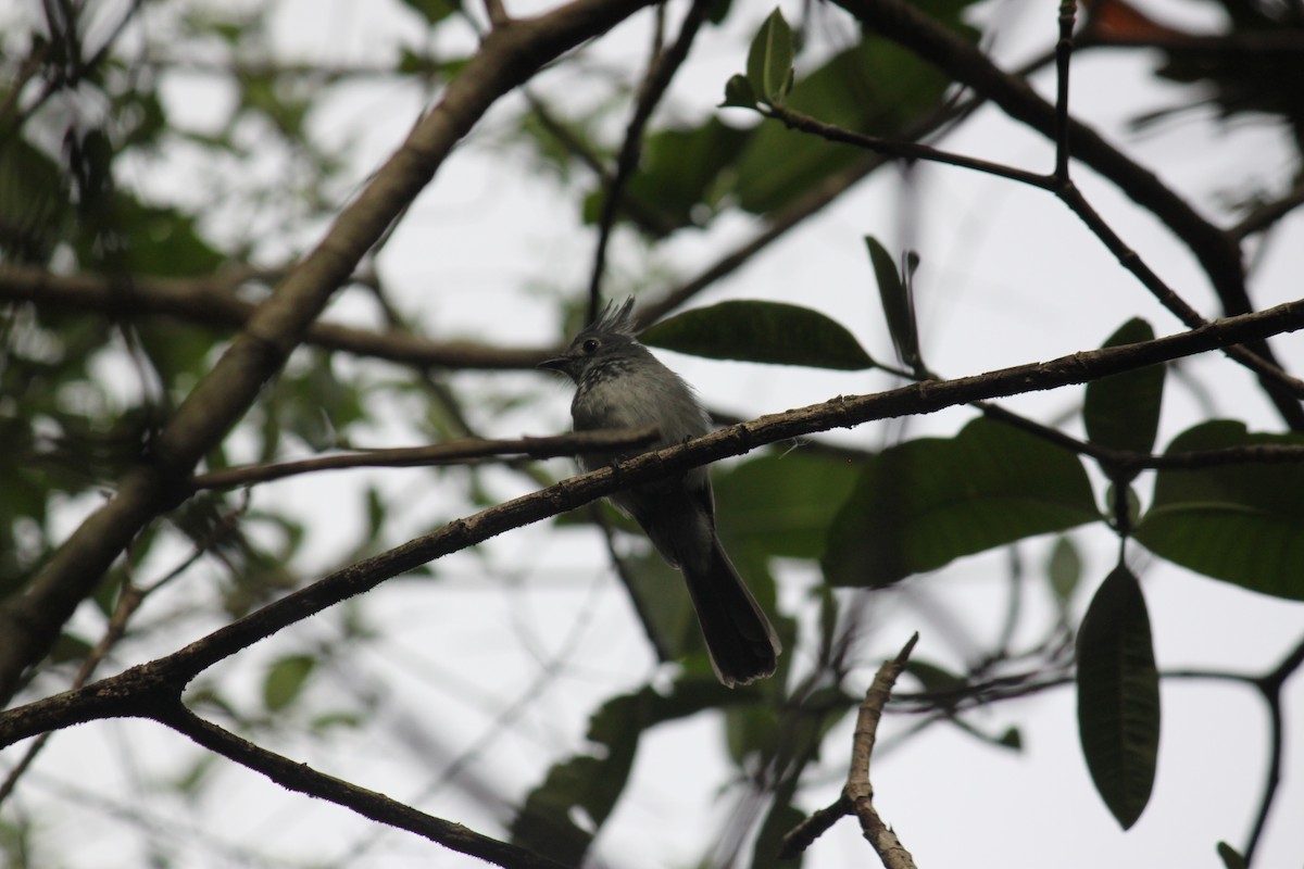 African Crested Flycatcher - ML615570967