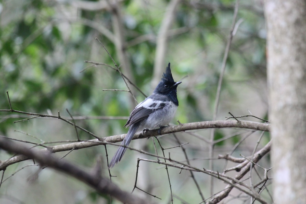 African Crested Flycatcher - ML615570971