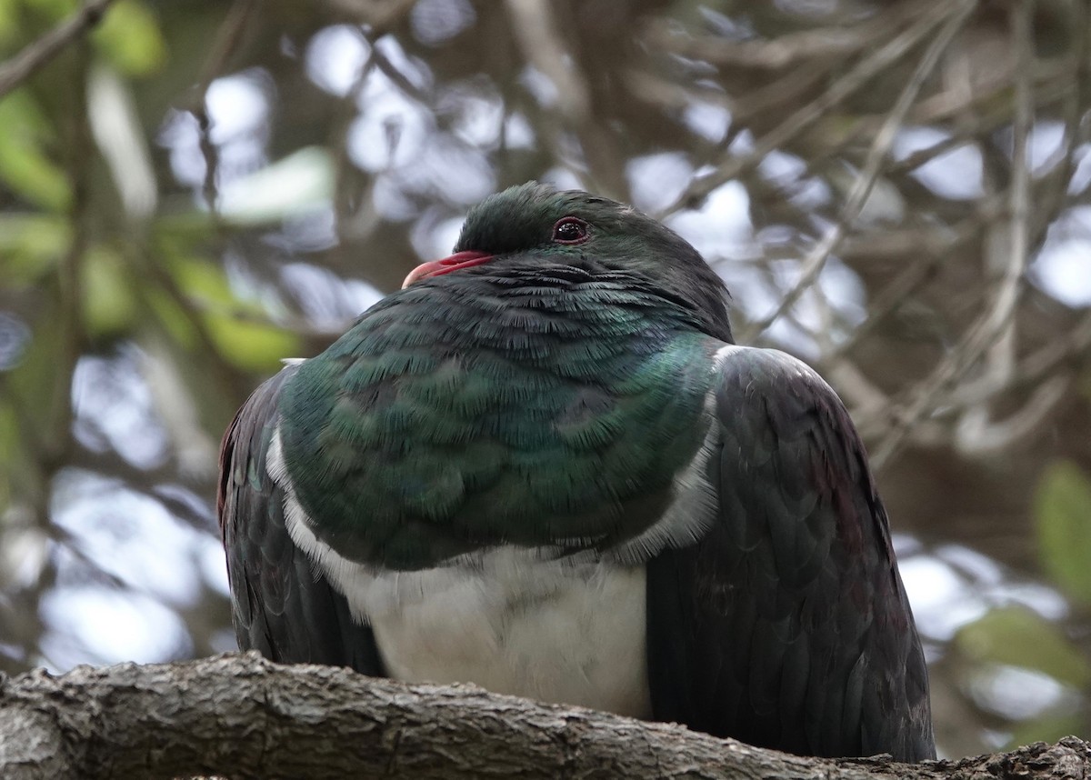 New Zealand Pigeon - ML615571098