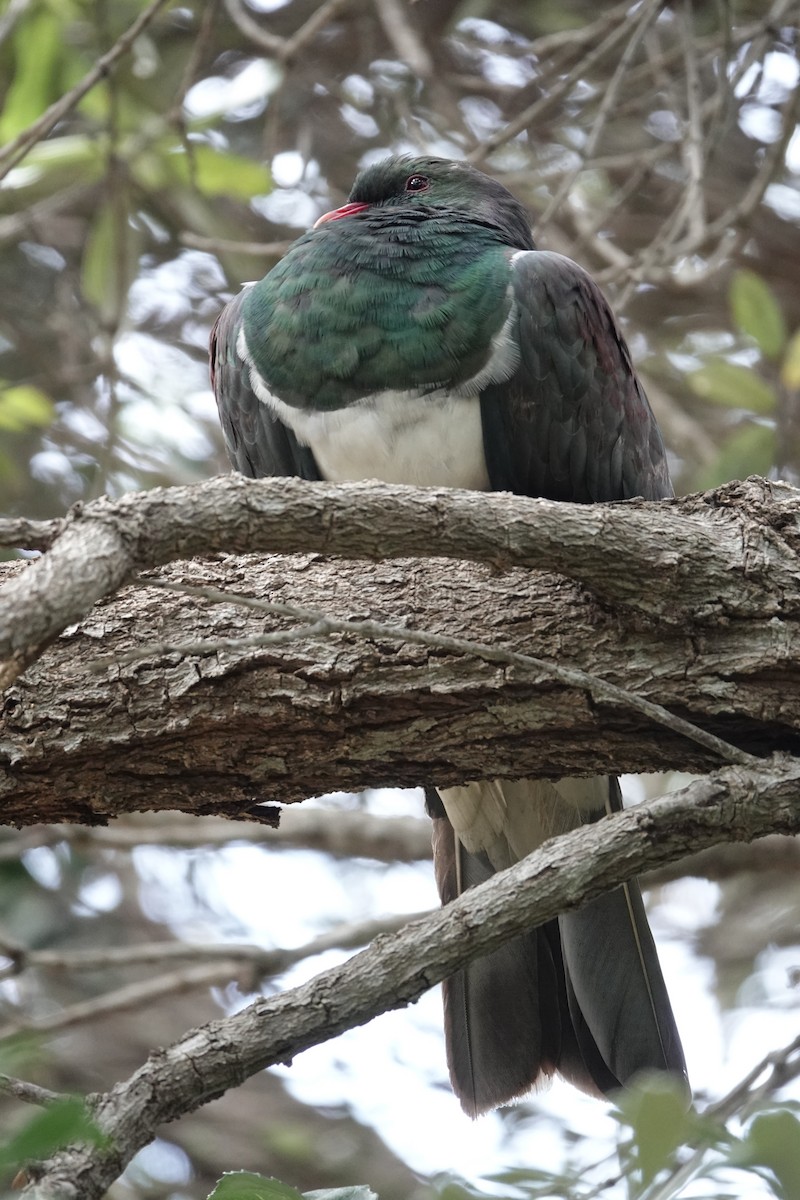 New Zealand Pigeon - ML615571101