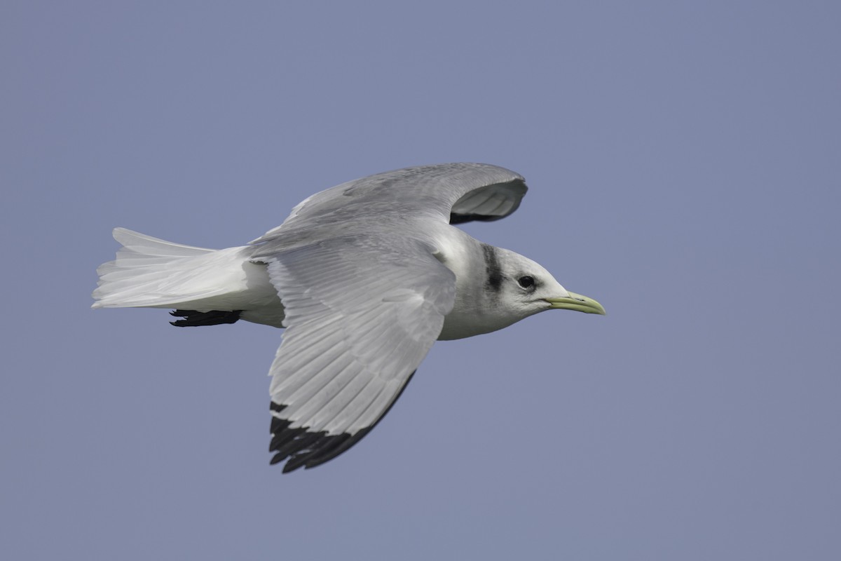 Mouette tridactyle - ML615571104