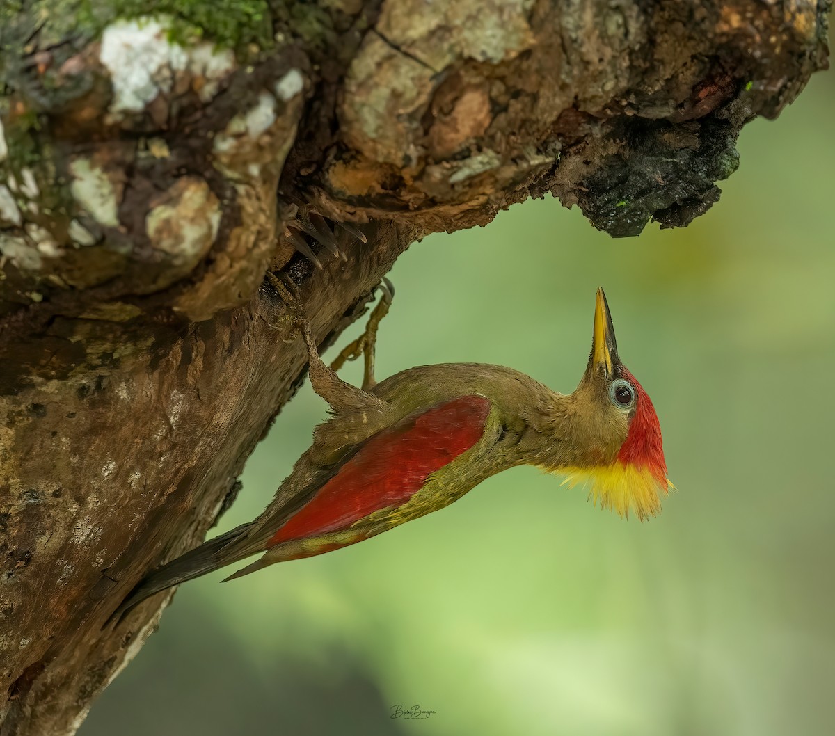 Crimson-winged Woodpecker - ML615571197