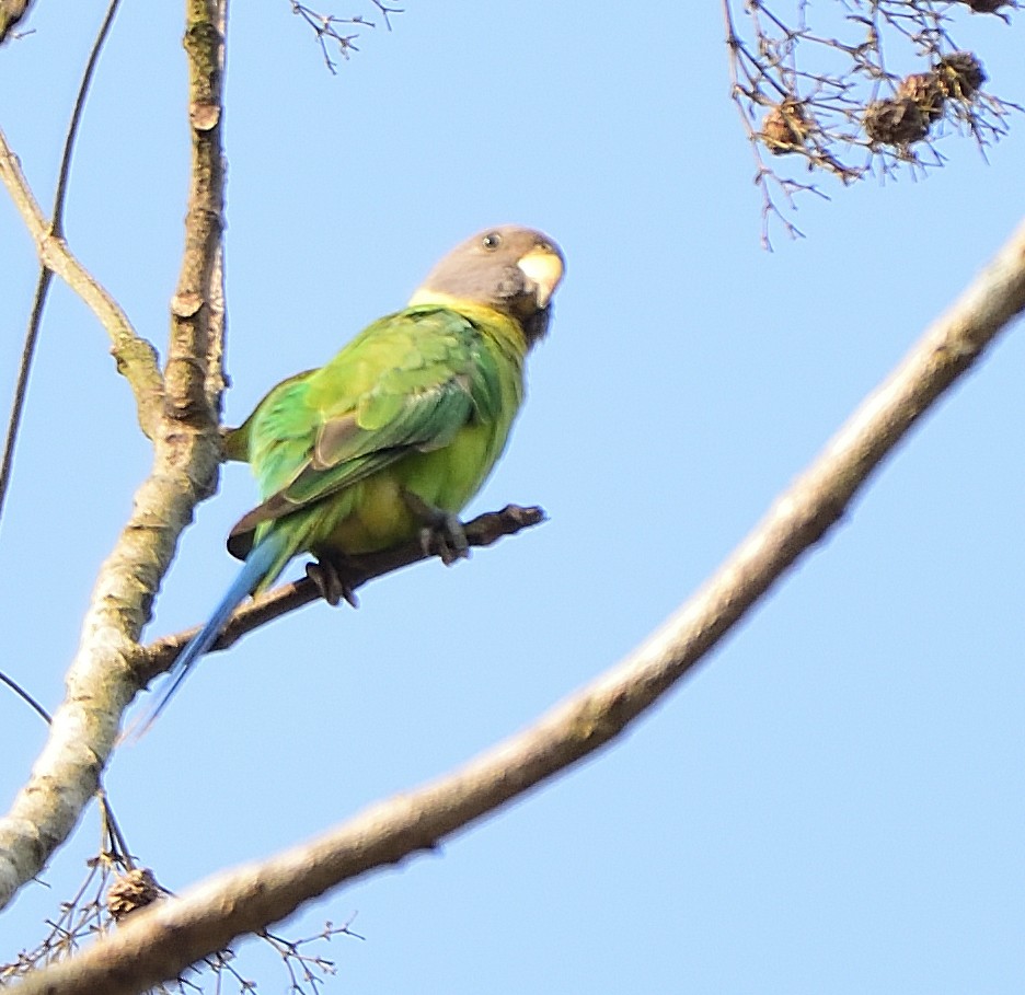 Plum-headed Parakeet - ML615571313