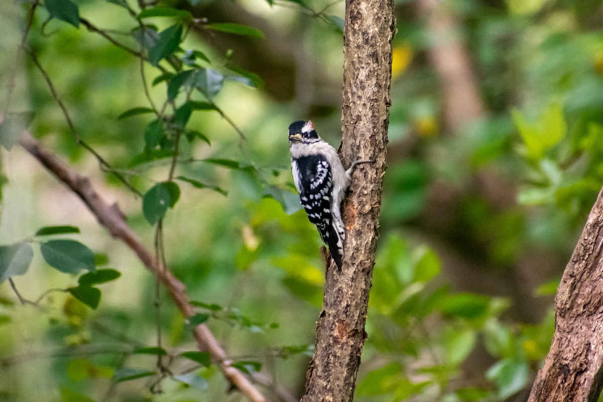 Downy Woodpecker - ML615571317