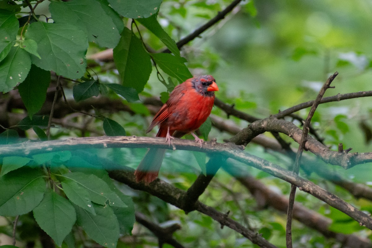 Cardinal rouge - ML615571322