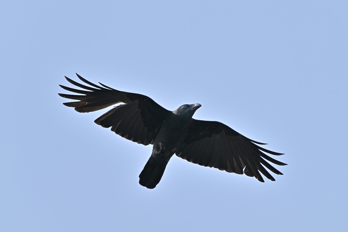 Large-billed Crow - ML615571365