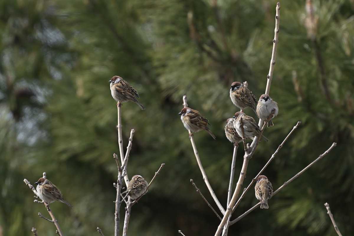 Eurasian Tree Sparrow - ML615571384