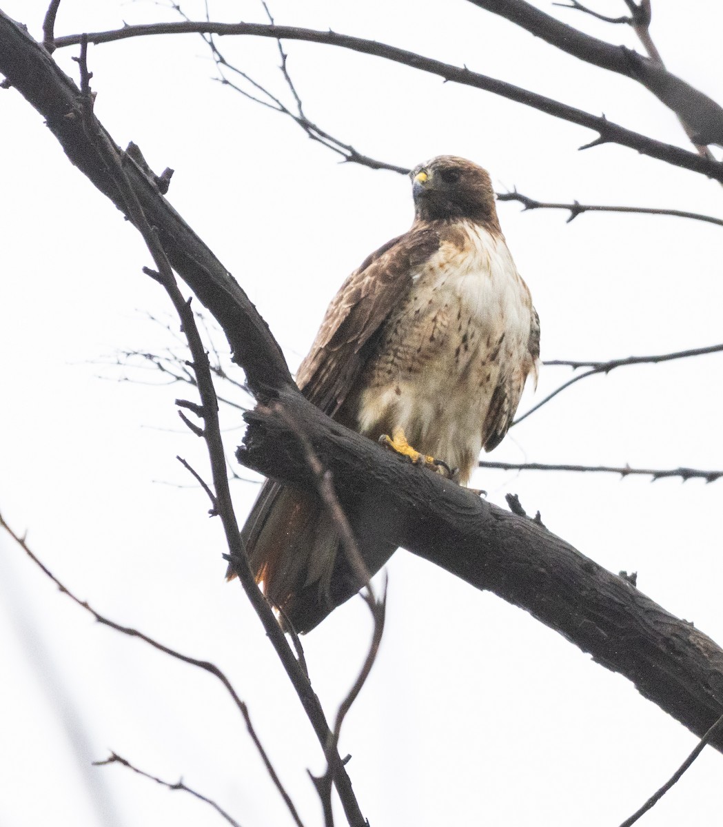 Red-tailed Hawk - ML615571394