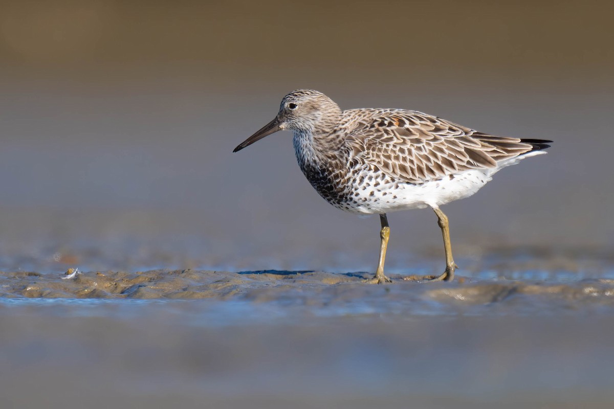 Great Knot - ML615571421