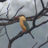 Stork-billed Kingfisher - ML615571428