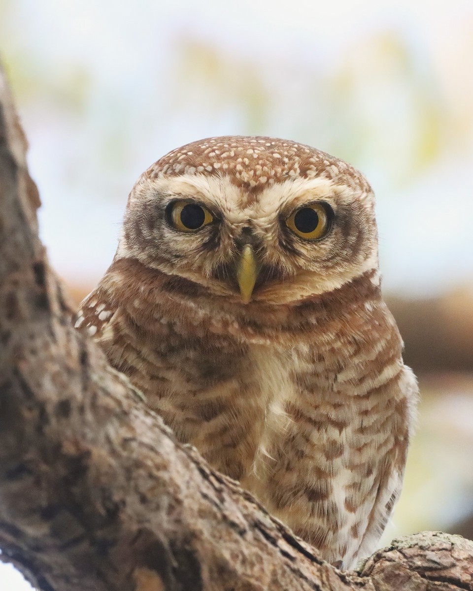 Spotted Owlet - ML615571429