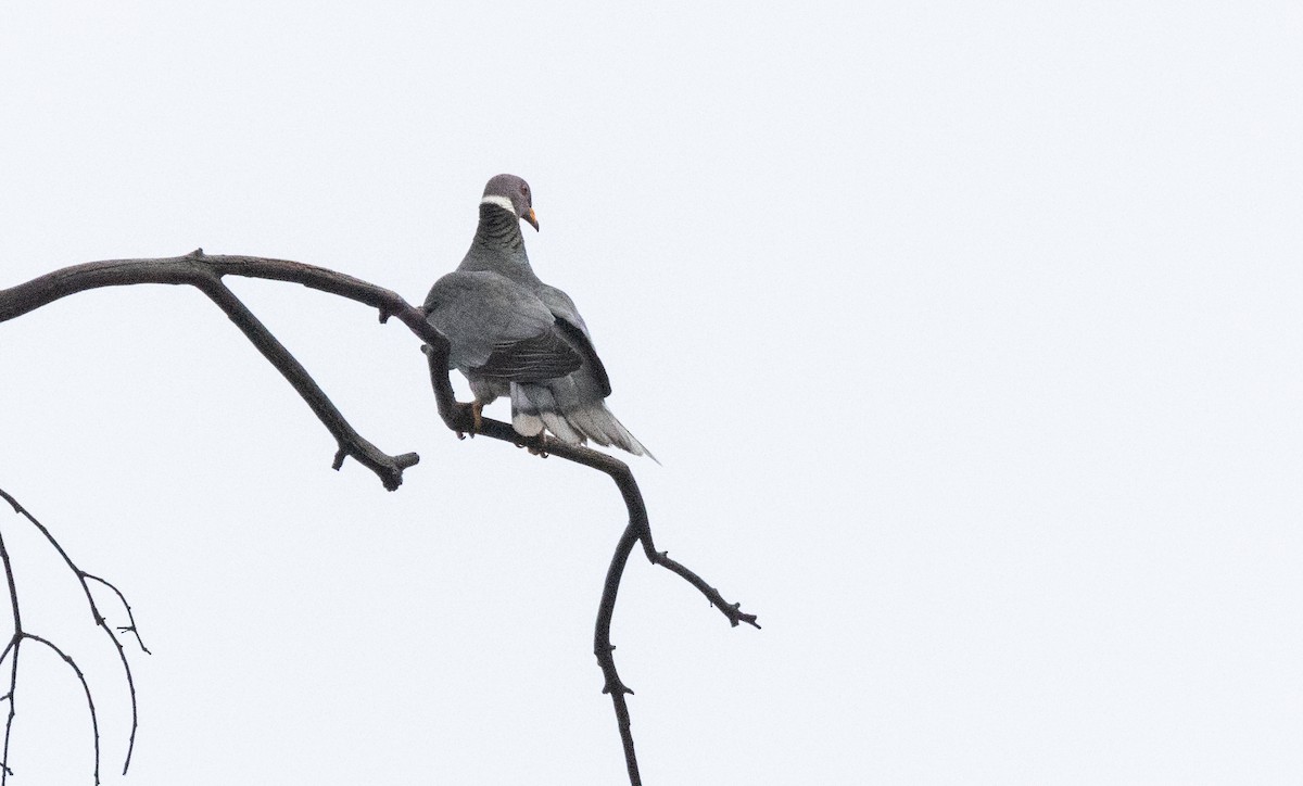 Band-tailed Pigeon - ML615571431