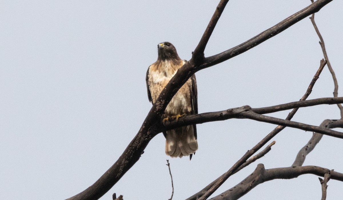 Red-tailed Hawk - ML615571434