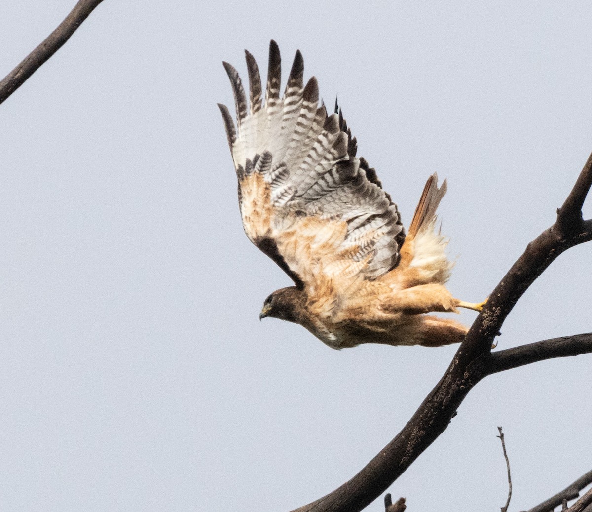 Red-tailed Hawk - ML615571435