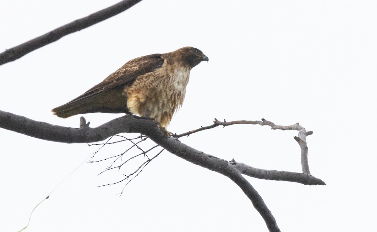 Red-tailed Hawk - ML615571437