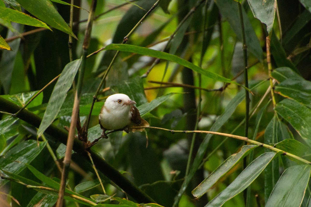 White-hooded Babbler - Tarun Menon
