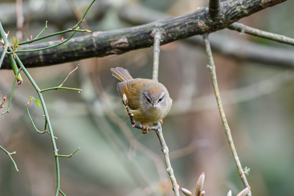 Yellowish-bellied Bush Warbler - 智鈞 楊