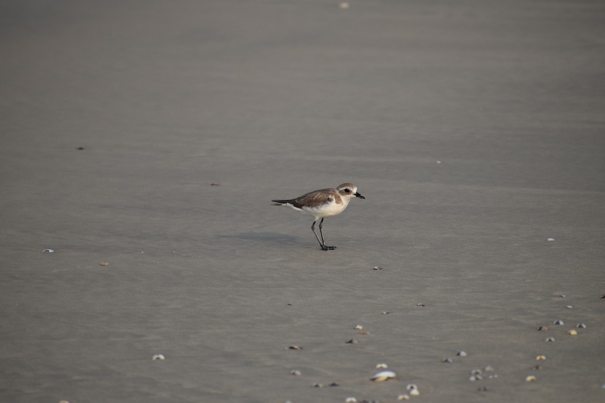 small plover sp. - ML615572149