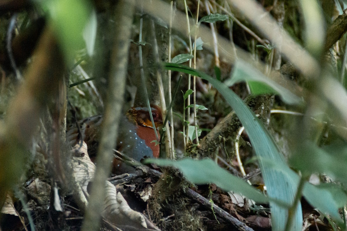 Chestnut-breasted Partridge - ML615572241