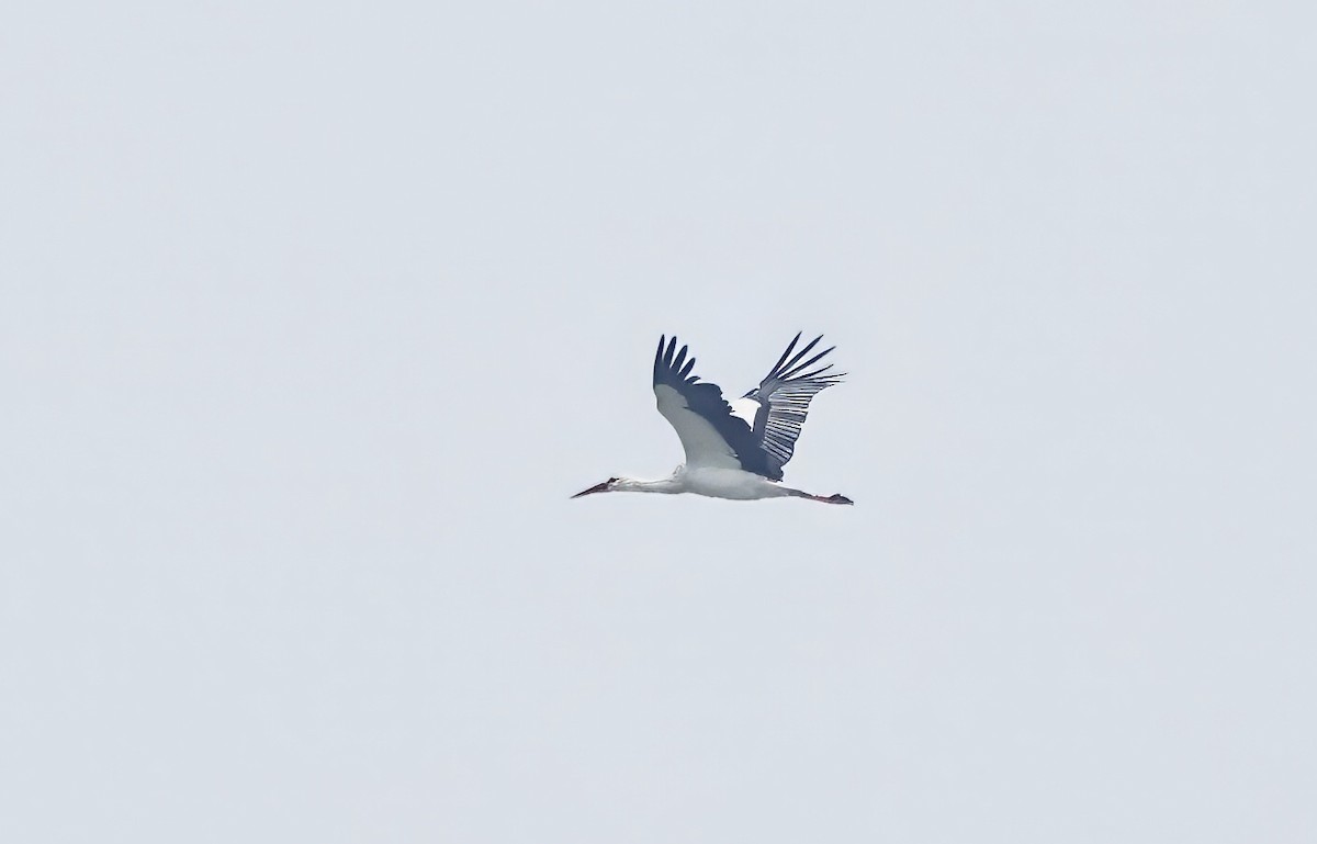 White Stork - ML615572263