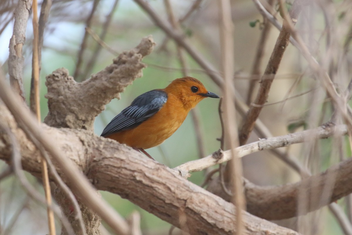 Red-capped Robin-Chat - ML615572442