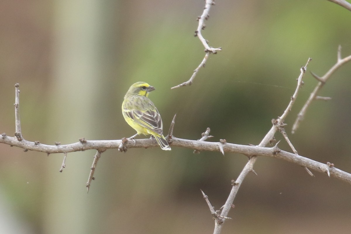 Yellow-fronted Canary - ML615572505