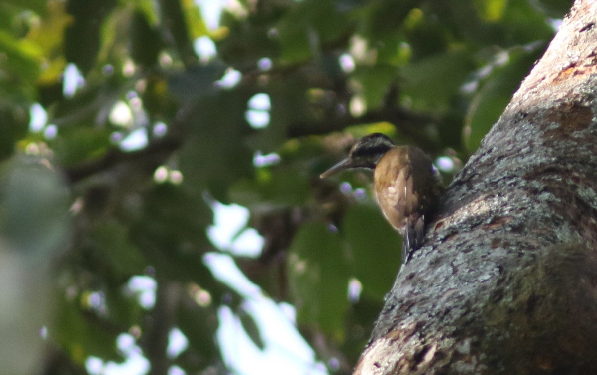Golden-crowned Woodpecker - ML615572696