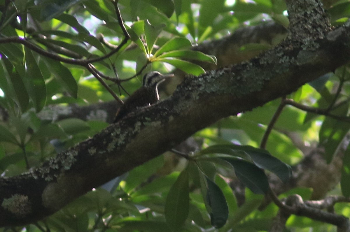 Golden-crowned Woodpecker - ML615572697